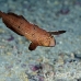razorfish_peacock_ull_ci_h_0004_cos1328.jpg